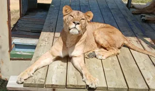 Lion à Thoiry