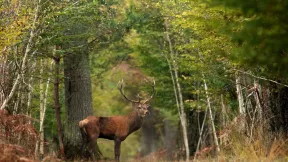 Photo de la forêt d'Orléans où un cerf se trouve au milieu