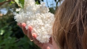 Une tête vue de dos sent une poignée de fleurs... la photo sent bon !