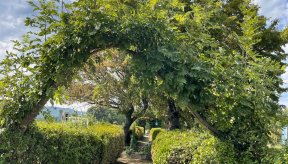 Une allée de jardin paisible bordée de haies verdoyantes taillées. Au premier plan, des branches d'arbres se rejoignent pour former une arche naturelle au-dessus du sentier en terre. Le chemin s'enfonce vers d'autres arbres au feuillage dense sous un ciel bleu parsemé de nuages blancs.