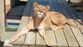 Lion à Thoiry